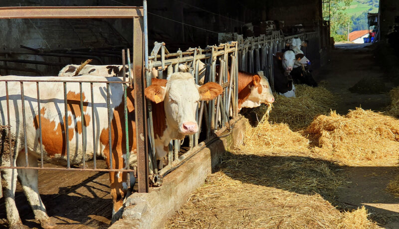 dairital3